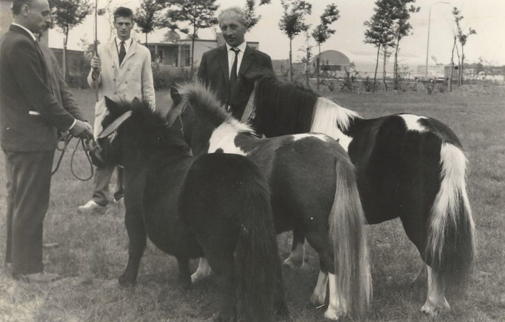 1e Plaats Stalgroep Paarden Fokdag Gemert 1966 Sjouke,Wiesje en Yvonne