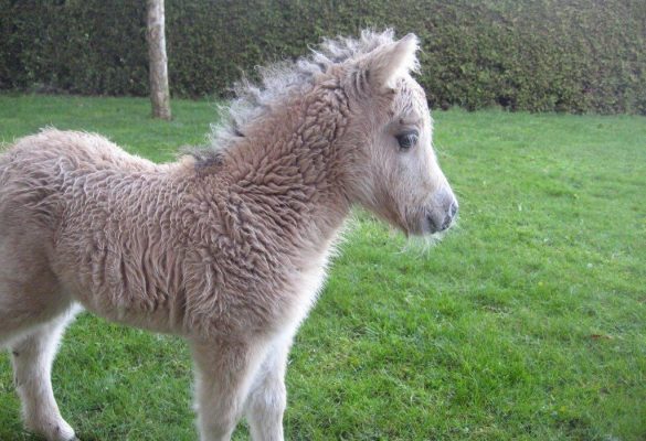 Pony Karel